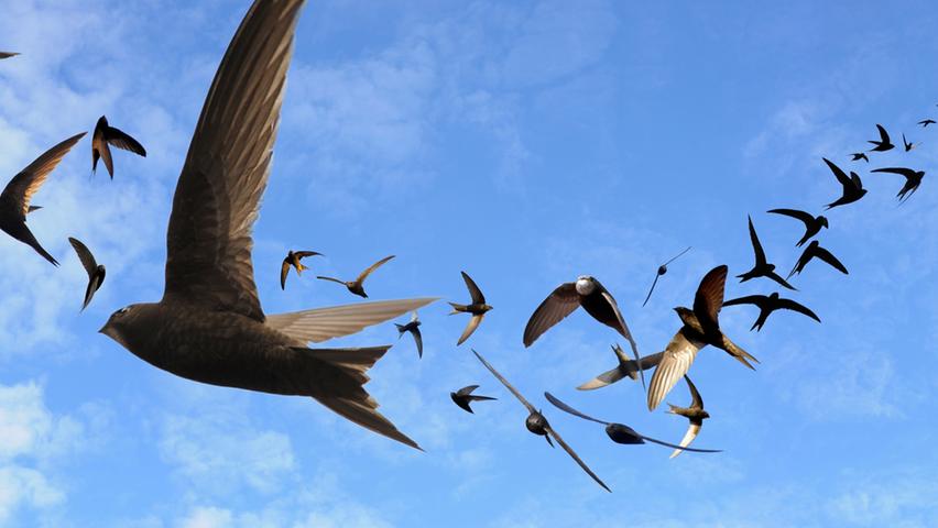 Bis zu 150 Kilometer pro Stunde schnell können Mauersegler fliegen- das ist das Element der rund 17 Zentimeter großen Vögel.