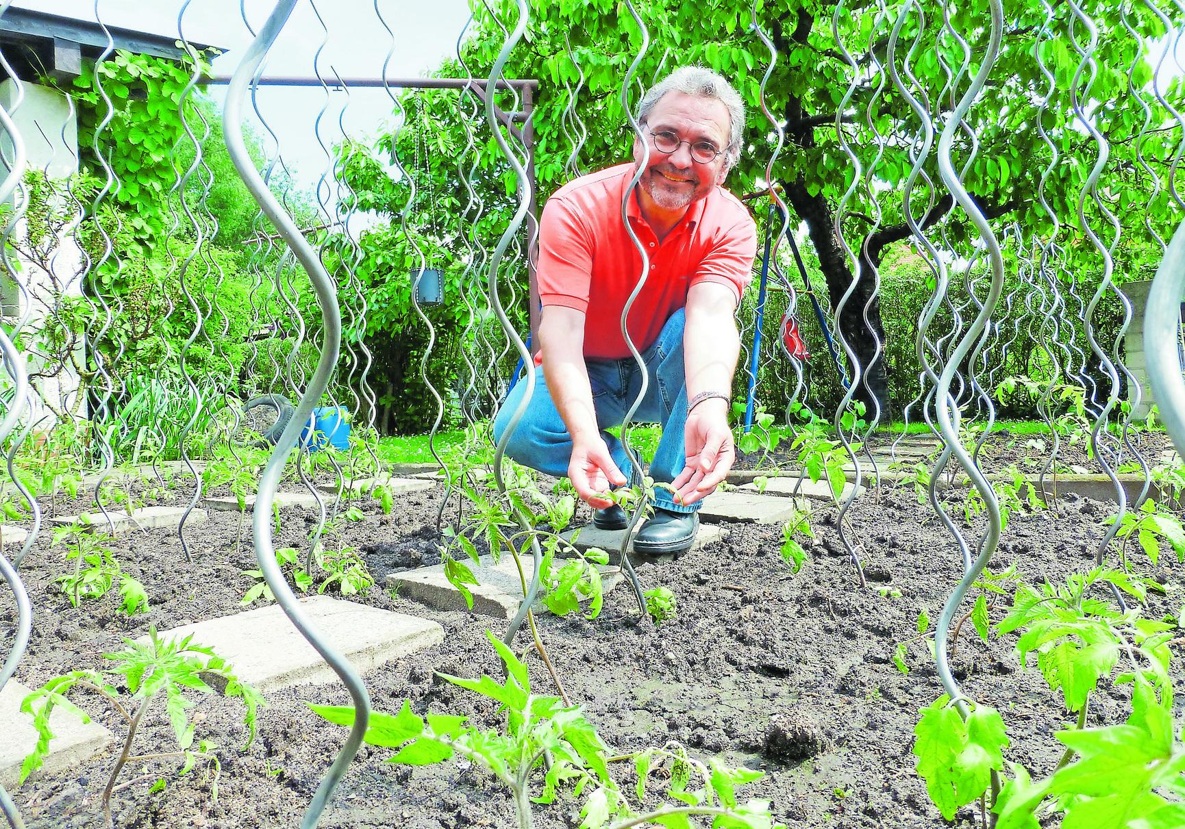 Trotz warmer Tage gilt noch immer die Regel: Tomaten kommen erst nach den Eisheiligen, also nach dem 15 Mai, hinaus in den Garten. Aber schon jetzt brauchen die zarten Pflänzchen Pflege. Zunächst benötigen sie dringend Halt in Form eines Stabes. Praktisch sind Spiralstäbe, um die sich das Grün winden kann. Aber auch ein einfacher Stock tut es. Wer einen solchen geraden Stab verwendet, sollte die Pflanze bereits jetzt locker anbinden. Außerdem ist ausgeizen angeraten, noch ehe die ersten Tomaten reifen. Das heißt, die Blatttriebe zwischen den Achseln auskneifen. Das Ganze wiederholt man bis in den Spätsommer hinein. Auch beim Emporwachsen braucht die Tomate immer wieder Unterstützung mit Hilfe Stock und Schnur. Nicht zuletzt gedeiht die Kultur gerne im Gewächshaus oder an einem windgeschützten, sonnigen Platz.