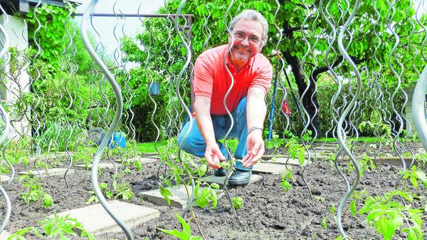 Trotz warmer Tage gilt noch immer die Regel: Tomaten kommen erst nach den Eisheiligen, also nach dem 15 Mai, hinaus in den Garten. Aber schon jetzt brauchen die zarten Pflänzchen Pflege. Zunächst benötigen sie dringend Halt in Form eines Stabes. Praktisch sind Spiralstäbe, um die sich das Grün winden kann. Aber auch ein einfacher Stock tut es. Wer einen solchen geraden Stab verwendet, sollte die Pflanze bereits jetzt locker anbinden. Außerdem ist ausgeizen angeraten, noch ehe die ersten Tomaten reifen. Das heißt, die Blatttriebe zwischen den Achseln auskneifen. Das Ganze wiederholt man bis in den Spätsommer hinein. Auch beim Emporwachsen braucht die Tomate immer wieder Unterstützung mit Hilfe Stock und Schnur. Nicht zuletzt gedeiht die Kultur gerne im Gewächshaus oder an einem windgeschützten, sonnigen Platz.