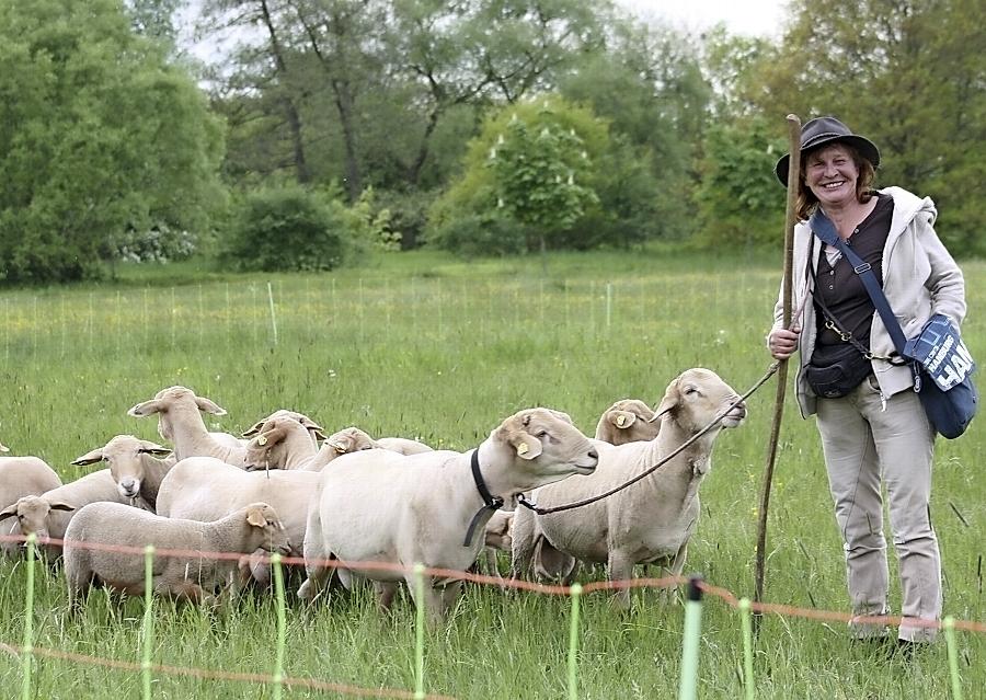 Seltene Schafe im Rednitztal