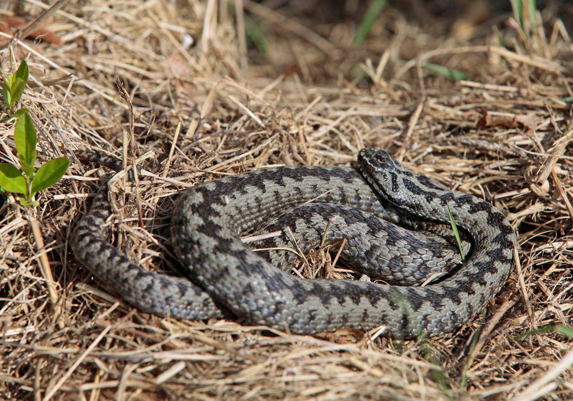 Studie So viele Kreuzottern leben im Eibacher Forst