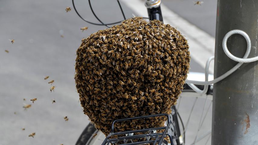 Die Besitzerin konnte ihr Fahrrad unbeschadet nach Hause fahren. Was ihr bleibt: Die Erkenntnis, das Bienen ein Herz für Fahrradfahrer haben und eine Geschichte, die sie noch ihren Enkeln erzählen kann.