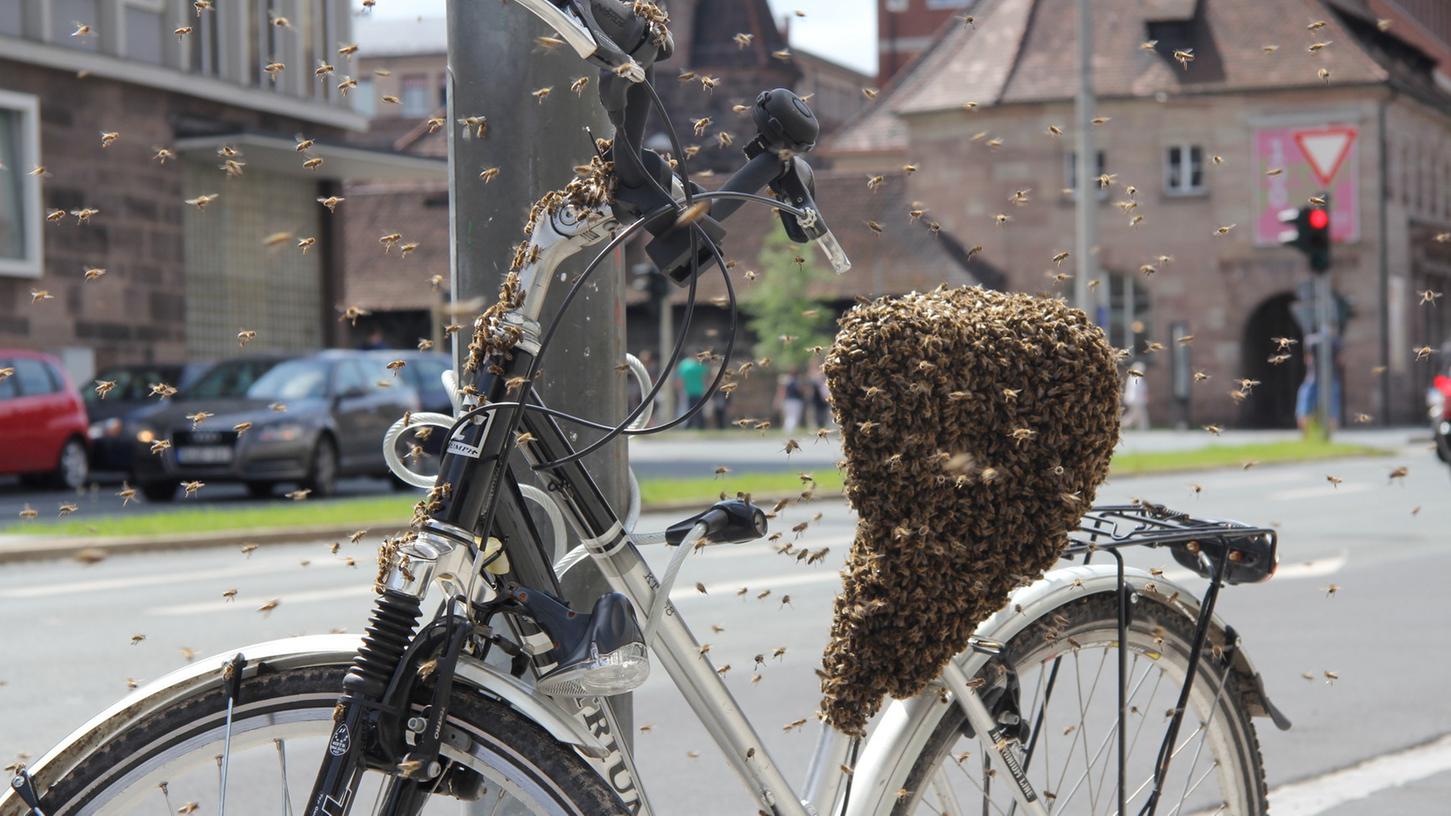 Das einsame Fahrrad war am Freitag ganz in der Hand der Bienen.