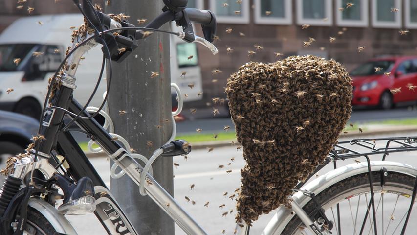 Auch Bienen haben ein Herz für Fahrradfahrer, wie es scheint...