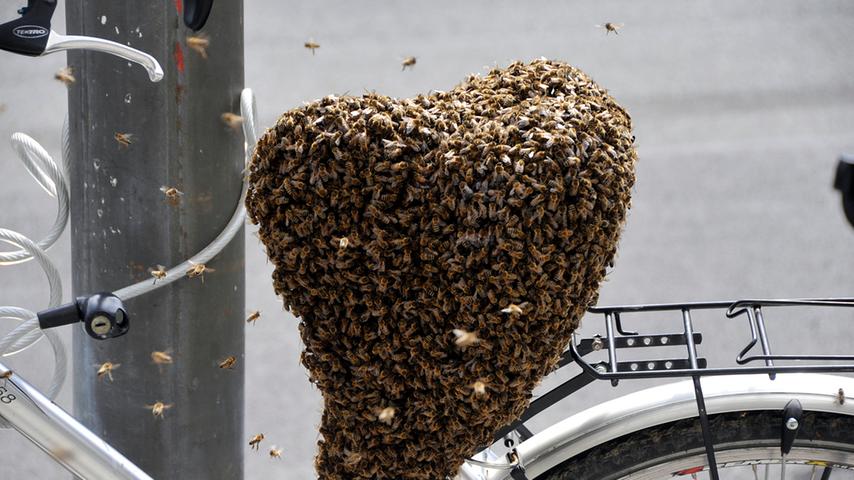 Bienenschwarm verliebt sich in Fahrradsattel