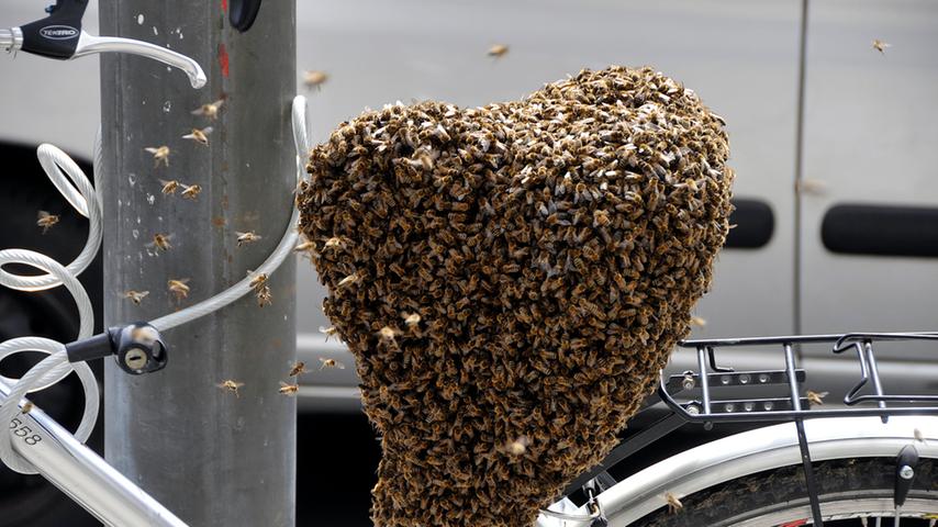 ...denn die Form, die der Bienenschwarm am Freitag an dem Fahrrad einer Nürnbergerin in der Marienstraße bildete...