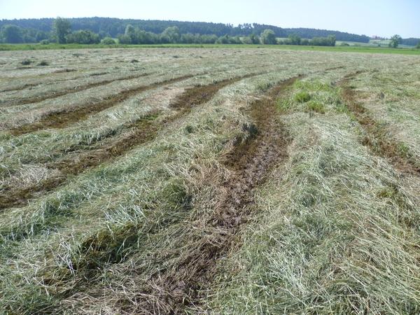 Gewinner und Verlierer des Hochwassers