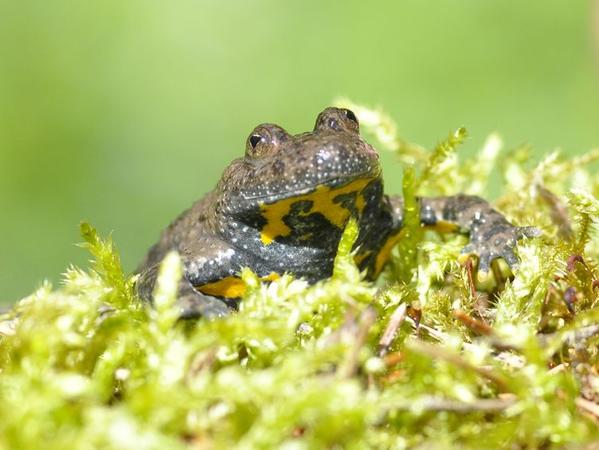 Gewinner und Verlierer des Hochwassers