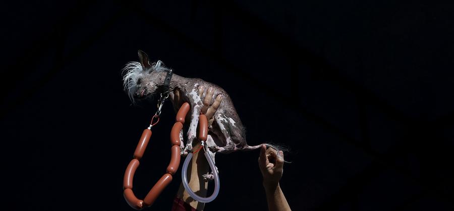 "Sabbermaul" und Haarausfall: Die hässlichsten Hunde der Welt