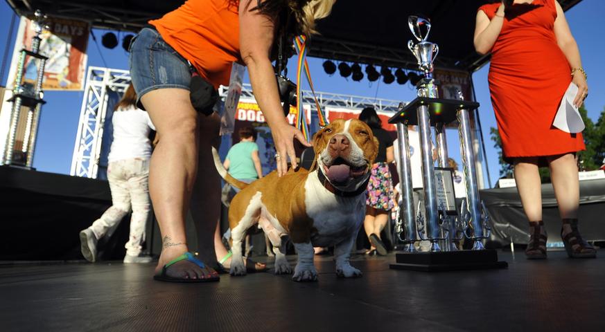 Das ist der stolze Sieger des ungewöhnlichen Wettbewerbs: Beagle-Boxer „Walle“ aus Kalifornien. Warum ausgerechnet er gewonnen hat, bleibt vielen ein Rätsel. Waren die anderen "Kandidaten"...