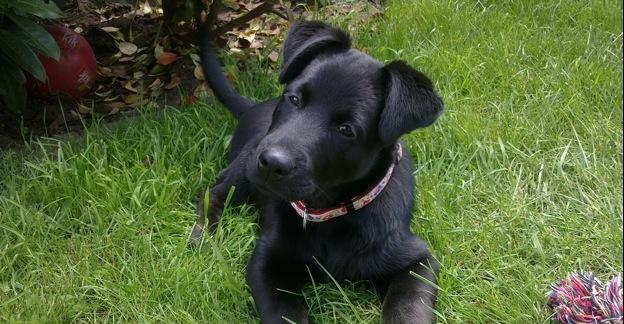 Misshandelt: Labrador muss eingeschläfert werden Misshandelt: Labrador muss eingeschläfert werden
