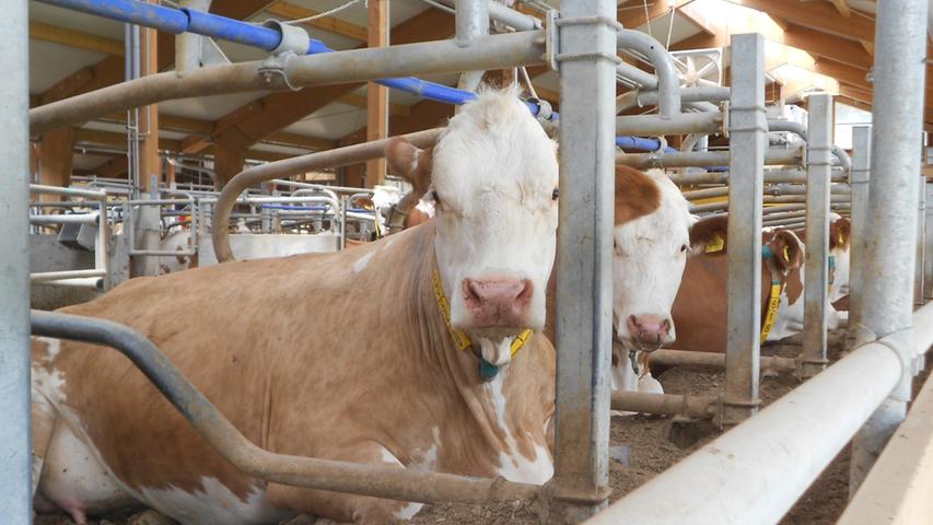 Ob die Tiere auch die Wahl haben zwischen Körperschmuck oder nicht, ist nicht überliefert - jedenfalls trägt die hintere einen modischen Metallring durch die Nase, während es die vordere Kuh es eher natürlich mag.