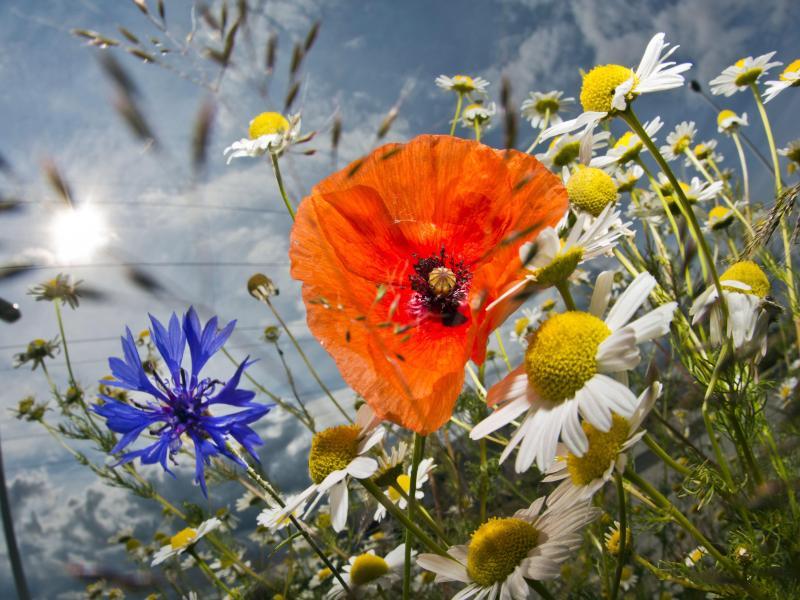 Jetzt sind auch die Sommerblumen an der Reihe: Wer das Vorziehen im Frühling verpasst hat, kann die spätere Blütenpracht nun direkt an Ort und Stelle aussäen. Ob Sonnenblume, Kornblume, Malve, Ringelblume oder Mohn - es gibt eine schier riesige Auswahl an Schönheiten. Mit den Einjährigen lassen sich nackte Lücken zwischen Stauden im Beet schließen. Oder aber man sät sie in Form einer Blumenmischung als Bienenweide in einer Ecke oder am Rande des Gartens an. Vor der Saat gilt: Boden von Unkraut befreien und die Erde etwas auflockern. Dann die Samen mit etwas Erde bedecken und regelmäßig gießen, bis im Sommer die Saat kunterbunt aufgeht.