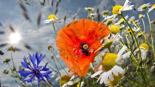 Jetzt sind auch die Sommerblumen an der Reihe: Wer das Vorziehen im Frühling verpasst hat, kann die spätere Blütenpracht nun direkt an Ort und Stelle aussäen. Ob Sonnenblume, Kornblume, Malve, Ringelblume oder Mohn - es gibt eine schier riesige Auswahl an Schönheiten. Mit den Einjährigen lassen sich nackte Lücken zwischen Stauden im Beet schließen. Oder aber man sät sie in Form einer Blumenmischung als Bienenweide in einer Ecke oder am Rande des Gartens an. Vor der Saat gilt: Boden von Unkraut befreien und die Erde etwas auflockern. Dann die Samen mit etwas Erde bedecken und regelmäßig gießen, bis im Sommer die Saat kunterbunt aufgeht.