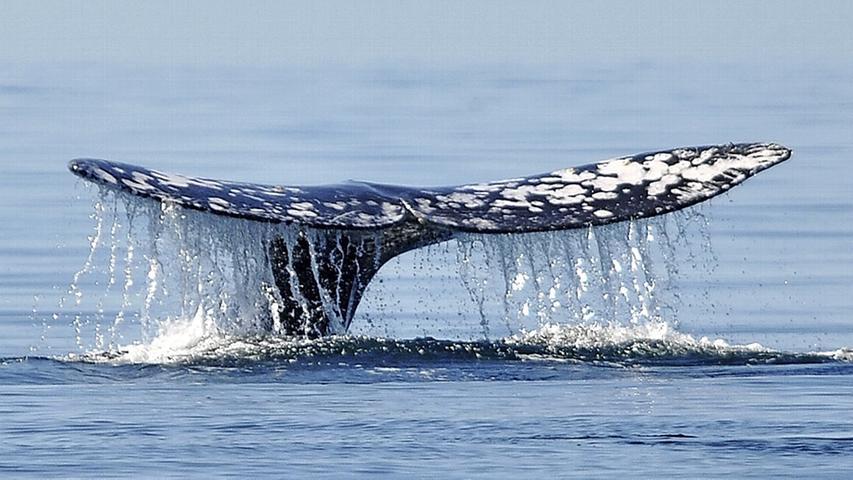 ...Hermann Menvilles Moby Dick. In seinem Buch beschrieb er einen überdimensionalen weißen Wal als Ausgeburt der Hölle, die Captain Ahabs Fuß gefressen hatte - und damit einen wahnwitzigen Rachefeldzug auslöste. Wer weiß, welche potentiellen Kandidaten für die berühmtesten Wasserbewohner noch unbekannt im Meer herumschwimmen.