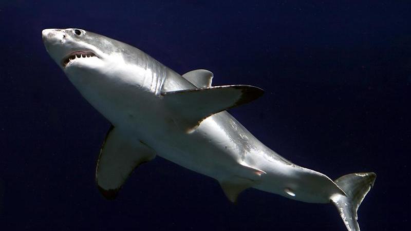 ...denn dort lauert so manche Gefahr: Im Spielberg-Klassiker "Der Weiße Hai" frisst der Knorpelfisch gleich mehrere Menschen. Dass das in der Realität nur sehr selten der Fall ist, macht den gigantischen Jäger nicht weniger furchteinflößend. Und falls doch Gefahr droht,...
