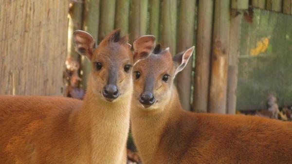 Rotducker sind kleine Antilopen. Um möglichst wenig Konkurrenz zu haben, ziehen sie meist als Einzelgänger umher. Südlich von Durban (Ostafrika) war der Rotducker ausgestorben, wurde inzwischen aber wieder in einigen Gegenden neu angesiedelt.