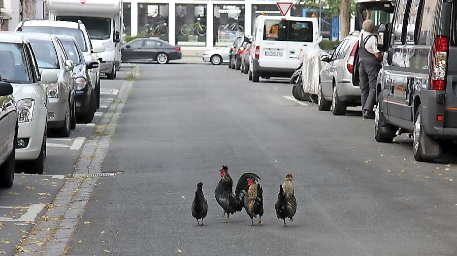 Hoppla, hier kommen die Hühner: Drei Gockel und eine Henne tummeln sich sichtlich selbstbewusst in der Landmannstraße.