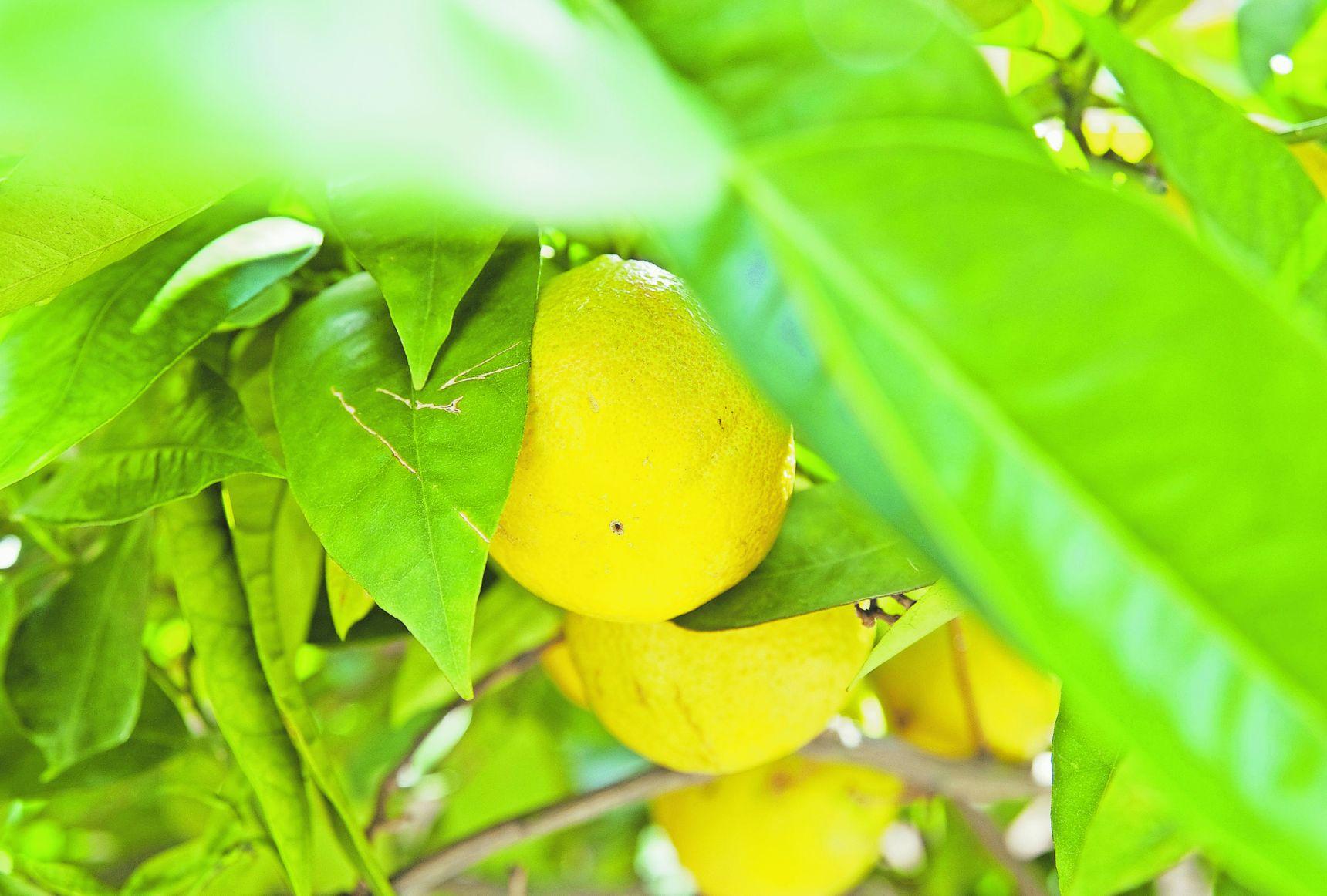 Früher nannte man Zitrusfrüchte tatsächlich mal "Agrumen". Und wenn man Obst erntete, nannte man das mal "obsten". Doch auch im Duden sucht man diese Wörter längst vergeblich.