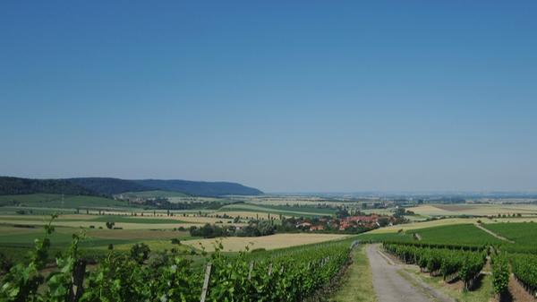 Zwischen Bamberg und Bad Windsheim lässt es sich gut wandern. Außerdem kann man sich nicht nur an der schönen Aussicht auf die Weinberge erfreuen, sondern auch einen leckeren Schoppen seiner Lieblibgsrebe genießen: Der Steigerwald-Panoramaweg führt auf 161 Kilometern an den schönsten Sehenswürdigkeiten der Region entlang. Mehr Infos zu dem Wanderweg finden Sie in diesem Artikel.