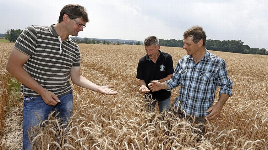 Robert Ort (v.l.), Rudolf Groß und Wilfried Funke begutachten die Ernte nach einem Sommer mit schwierigen Wetterverhältnissen. 