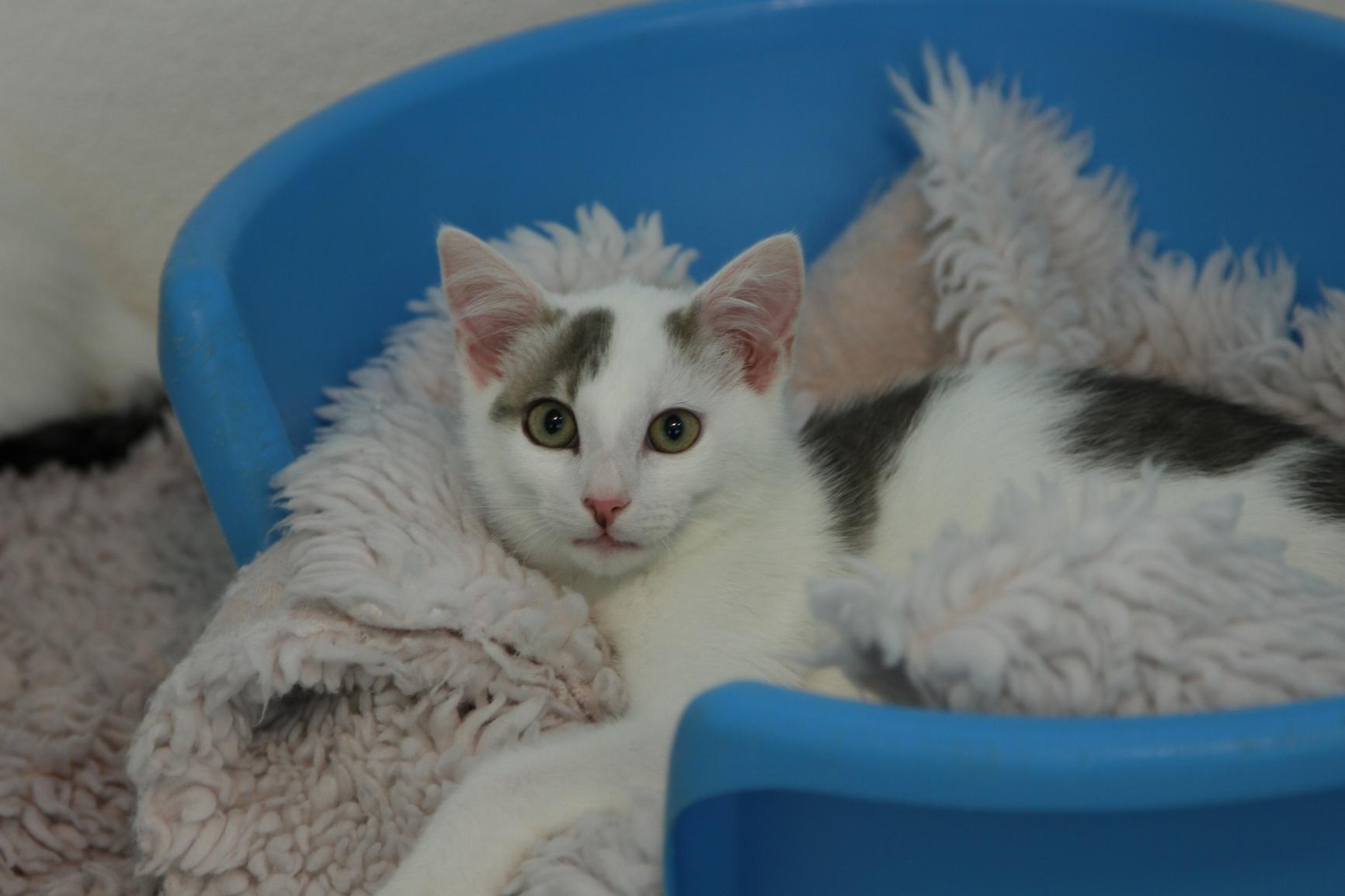 Forchheim Geschundene Katze wurde eingeschläfert Nordbayern