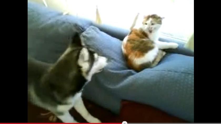 Eine tierische Hassliebe besteht zwischen Katzen und Hunden. Aus  hier gezeigten Konflikt, geht die Katze als klarer Sieger hervor. Link zum Video.