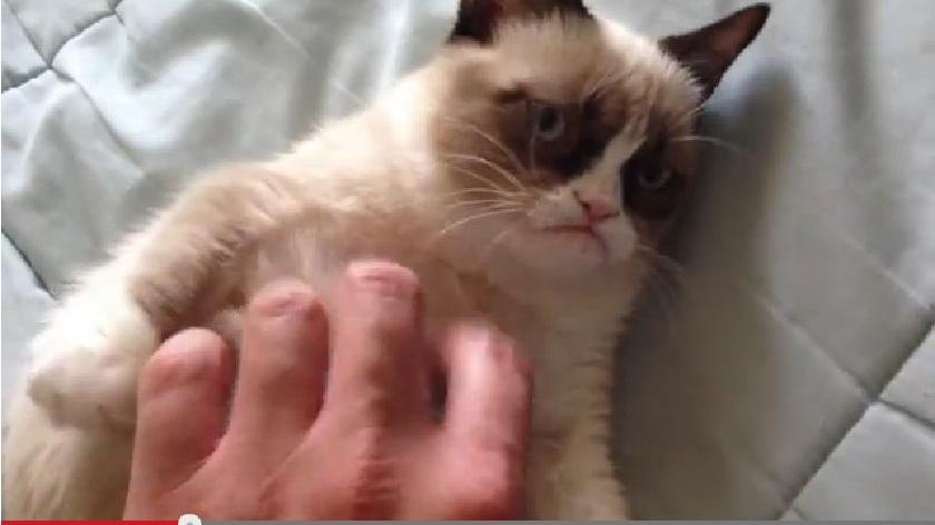 Sie ist eine der bekanntesten Katzen im ganzen Netz: Die berühmte Grumpy Cat. Link zum Video.