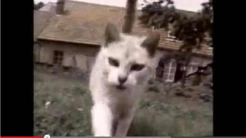 Der Name "Lustige Katzen" beschreibt dieses Video bereits treffend. In eineinhalb Minuten werden hier zahlreiche witzige Szenen, untermalt von klassischer Musik, präsentiert. Wirklich zum totlachen! Link zum Video.