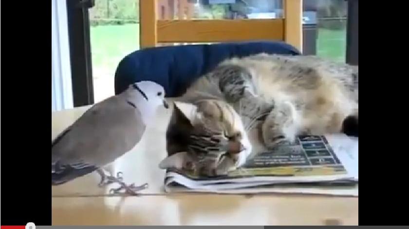 Vögel und Katzen verstehen sich ja bekanntermaßen nicht so gut. Dafür bleibt diese Katze erstaunlich gelassen, während sie von einer Taube geärgert wird. Link zum Video.