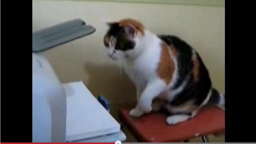 ...während diese Katze wenig von moderner Technik hält. Link zum Video.