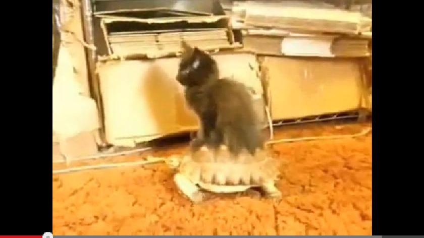 Ein weiteres Motto witziger Videos: Katzen und andere Tiere, wie hier im Video dieser Stubentiger, der eine Schildkröte als Transportmittel missbraucht. Link zum Video.