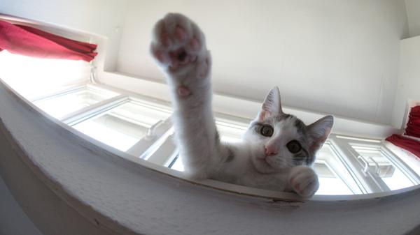 Katzen haben einen schier unerschöpflichen Vorrat von Blödsinn im Kopf. Allerdings ist das meist niedlicher Blödsinn, weswegen es auch einen schier unerschöpflichen Vorrat von Katzenvideos bei youtube gibt.