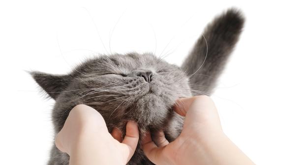 Aus diesem Grund ist es ein überwältigendes Gefühl, wenn eine Katze ihrem menschlichen Dosenöffner und Katzenklo-Saubermacher ihr Herz schenkt. Schließlich tut sie das nicht wie ein Hund aus Unterordnung und Demut, sondern schlicht weil sie es möchte.