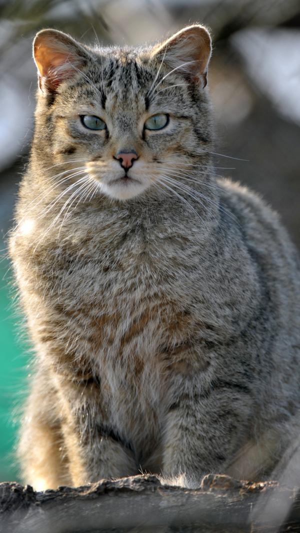 Katzen haben Würde. Wenn sie einfach in die Landschaft schauen, wenn sie etwas fressen, wenn sie auf ihrem Kratzbaum liegen - oder wenn sie sich bei einem Sprung verschätzt haben, vom Regal fallen und dabei sämtliche Bücher oder CDs abräumen. Was auch immer sie tun, das tun sie würdevoll. Dadurch vermitteln sie ihrem Besitzer selbst nach einem solchen Regal-Absturz, dass das alles genau so geplant war.