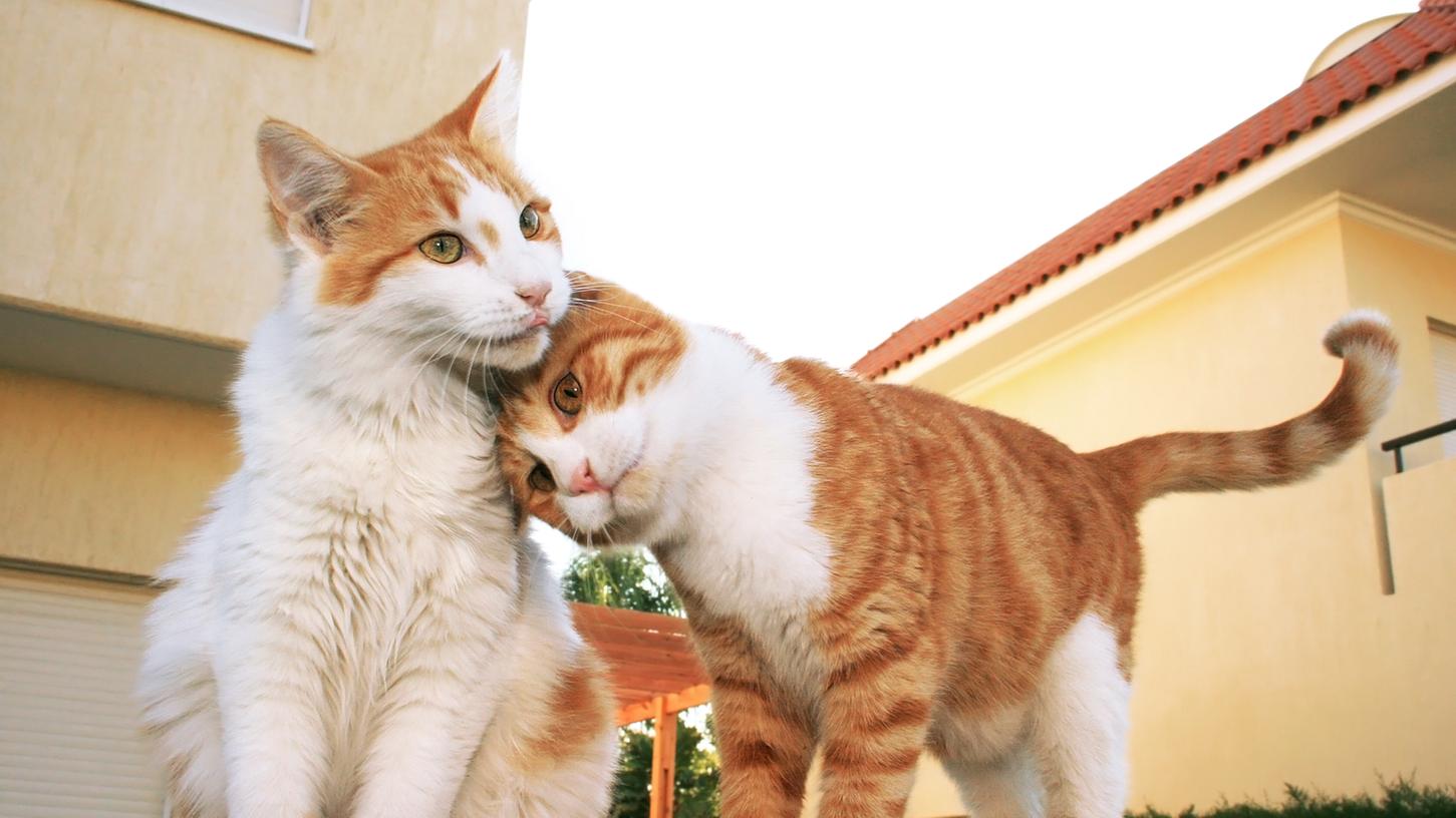 78 Katzen und neun Ziegen wollen vermittelt werden. (Symbolbild)