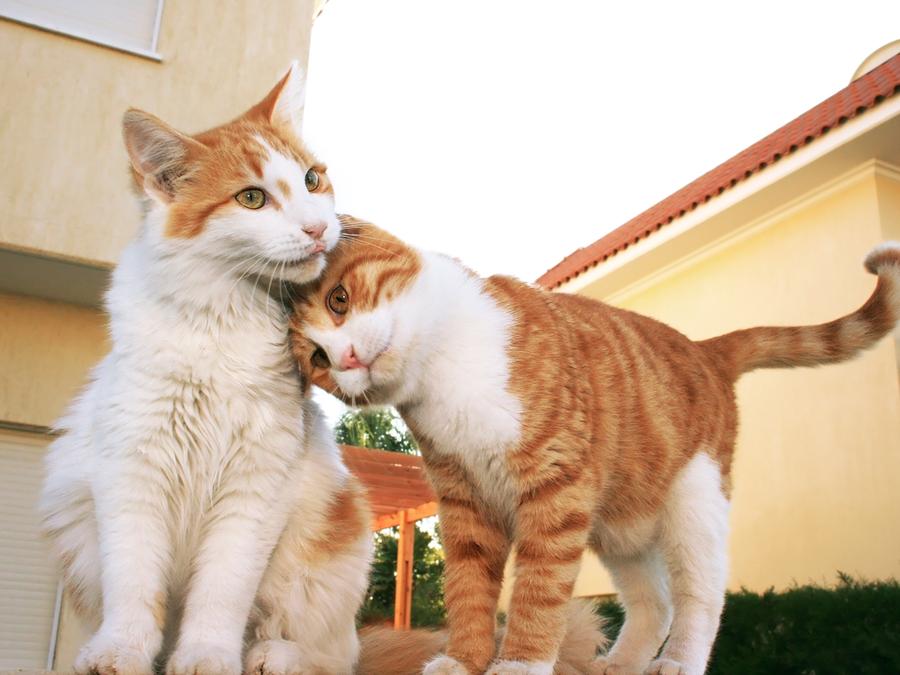 das konnen sie tun wenn ihre katze verschwunden ist nurnberg nordbayern de