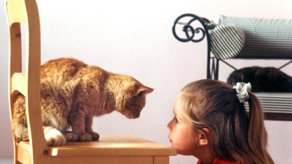 Katzen können starren. Wahrscheinlich wissen sie selbst nicht, warum sie es tun, aber sie können es - und sie tun es auf beeindruckende Weise mit großer Ausdauer und Leidenschaft.