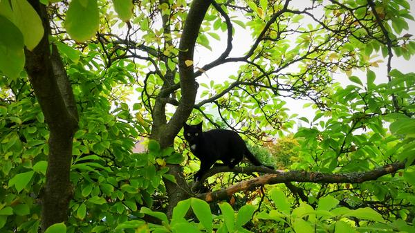 Katzen riechen nicht nach Hund. Selbst wenn sie von draußen hereinkommen und nass sind, sind sie wunderbar geruchsneutral. Wer einmal einen Golden Retriever nach einem ausgiebigen Regenspaziergang gerochen hat, der weiß diese Eigenschaft zu schätzen.