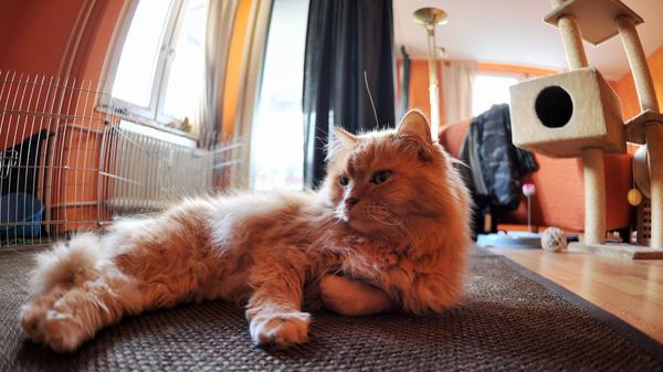 Katzen sind weich und anschmiegsam - selbst wenn es sich bei ihnen im Gegensatz zum Bild um ein kurzhaariges Exemplar handelt. Nie geben sie einem das Gefühl, eine Drahtbürste zu streicheln.