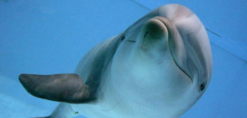 Der Tiergarten hatte in den letzten Jahren kein Glück bei der Nachzucht von Delfinen. Sechs Jungtiere starben. Nun ist wieder ein Weibchen trächtig. (Archivbild)