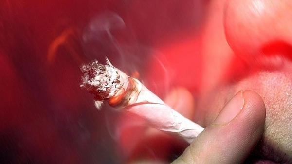 Beiden Altersgruppen gemein ist ein seit 2011 nahezu konstant verlaufener Anstieg mit dem Ergebnis, dass in der jüngeren Gruppe 6,6 Prozent in den letzten 12 Monaten Cannabis konsumiert haben, während es bei den älteren Befragten ganze 21 Prozent sind. Die Auswirkungen von THC auf den Körper variieren und reichen von einer intensiveren Sinneswahrnehmung, Halluzinationen bis dem Verlust von Raum- und Zeitgefühl und einer gewissen Antriebslosigkeit. Es können aber auch beruhigende, entspannende und euphorisierende oder auch beängstigende Effekte auftreten. Bei regelmäßigem Cannabiskonsum kann es zu einer psychischen Abhängigkeit kommen. Außerdem leiden Konzentrationsfähigkeit und Gedächtnis, auch Lethargie und Depressionen werden dem Bericht der Drogenbeauftragten zufolge mit Cannabis in Verbindung gebracht. Anbau, Herstellung, Verkauf et cetera von Cannabis sind verboten. Seit 2011 ist Cannabis in Deutschland jedoch für medizinische Zwecke verschreibungsfähig.