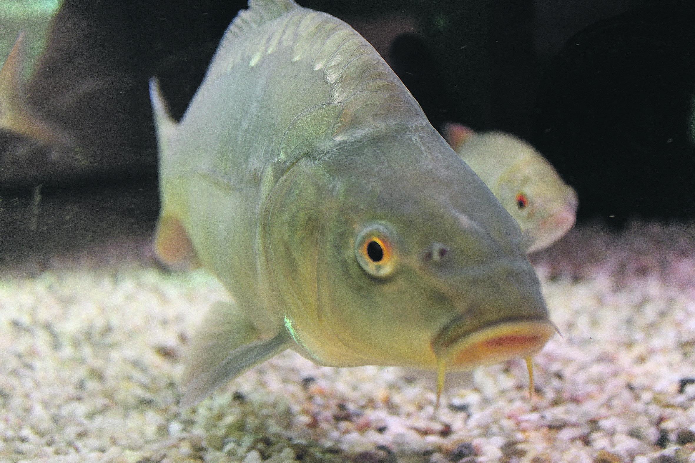 Jeder kennt sie, viele essen sie: Karpfen. Doch wussten Sie auch, dass die Tiere zu einer Gefahr für Angler werden können und einen internationalen Skandal ausgelöst haben? Wir haben zehn unbekannte Fakten über den beliebten Speisefisch zusammengetragen.