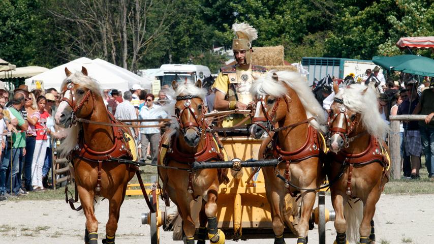 Stolze Rösser und edle Pferde konnten die Besucher auf dem Pferdetag im Knoblauchsland bestaunen.