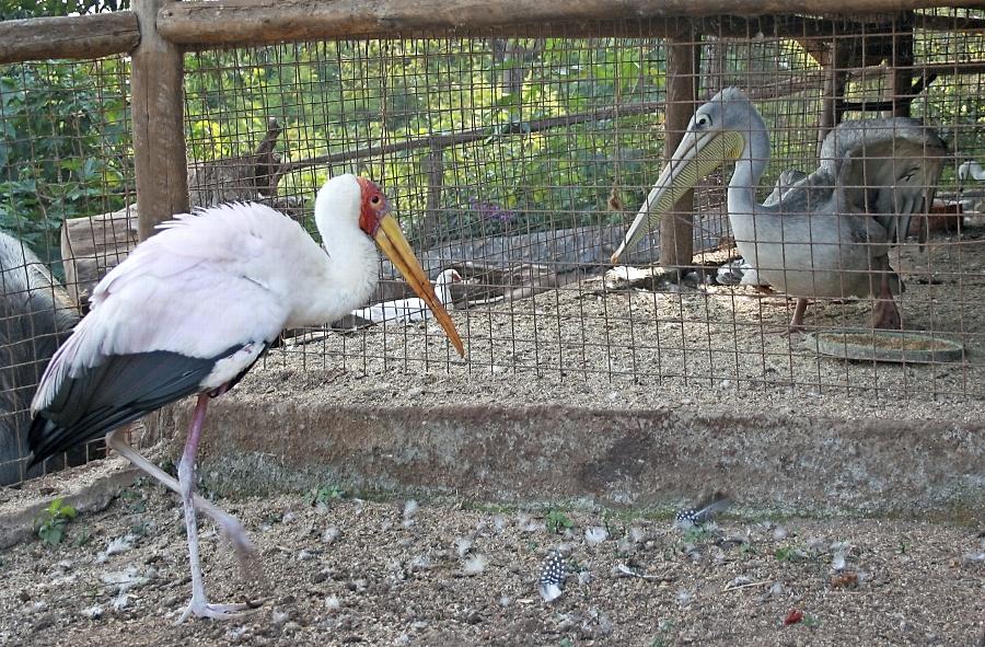 Schule Beim Tierarzt In Tansania Region Nordbayern De
