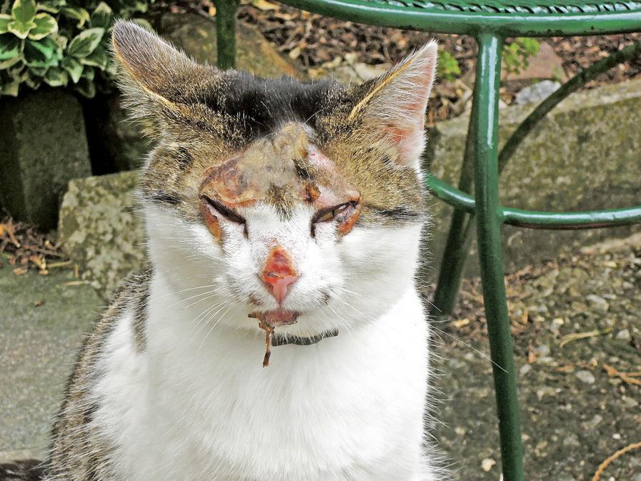 mit kochendem wasser jagd auf katzen gemacht treuchtlingen nordbayern de