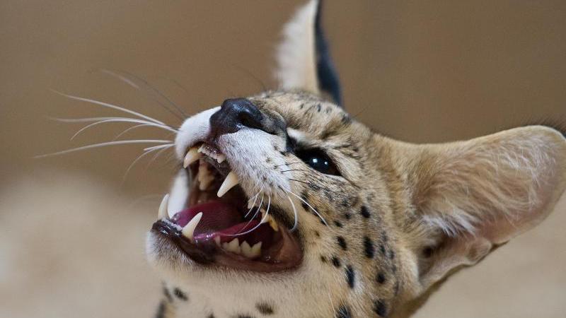 Der Serval ist eine mittelgroße wilde Katze Afrikas, die meist auf ockergelbem Grund schwarz gefleckt ist. In Pommersfelden wird sie jetzt wohl nicht einziehen.
 
  