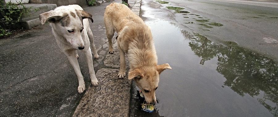 Bukarests Straßenhunde unter Beschuss