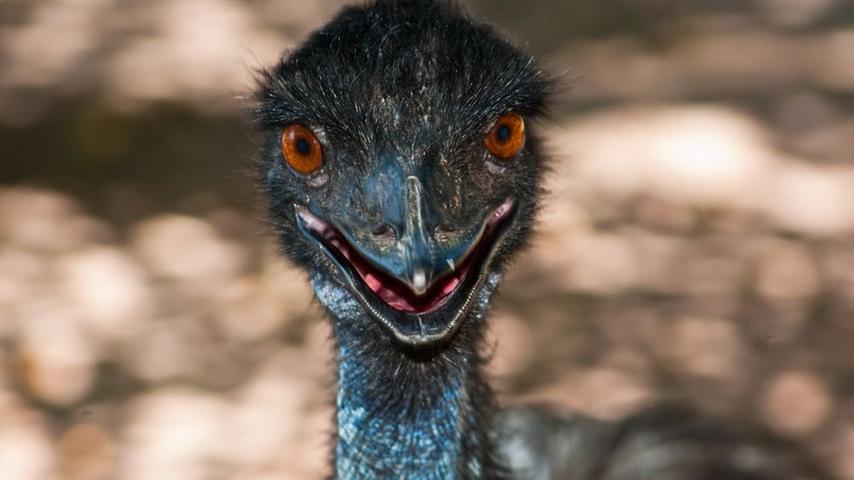 Joachim Kaiser aus Nürnberg hat diesen Emu fotografiert.