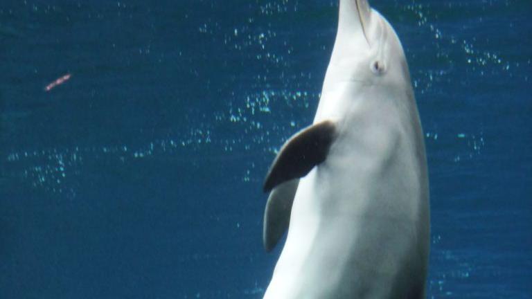Der neugierige Delfin stammt von Gabriele und Stefan Hoffmann, Nürnberg.